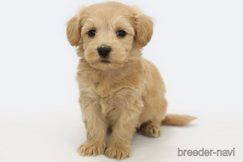 成約済の神奈川県のマルプー:マルチーズ×トイプードル-308951の1枚目